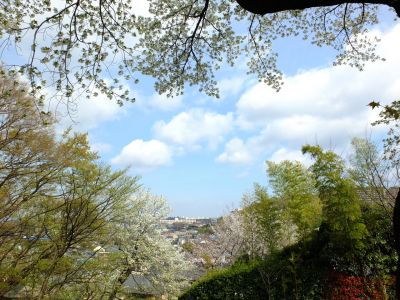 八幡山公園のさくら
