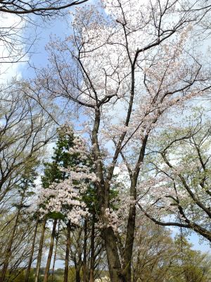 八幡山公園のさくら
