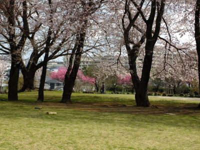 八幡山公園のさくら
