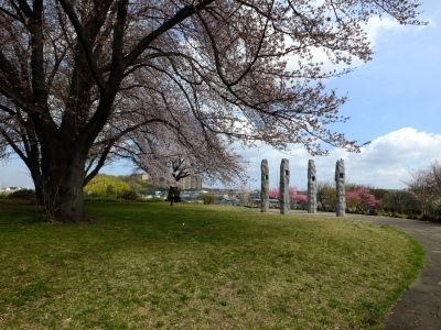 八幡山公園のさくら
