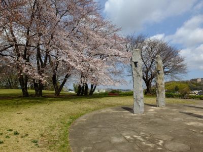 八幡山公園のさくら

