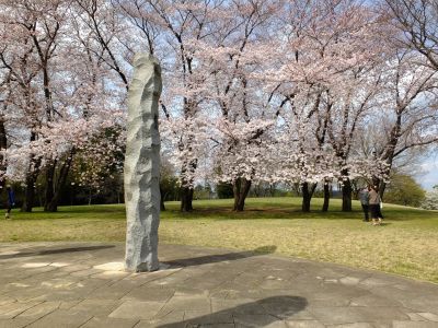 八幡山公園のさくら
