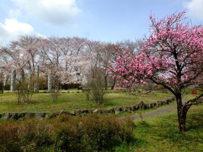 八幡山公園のさくら
