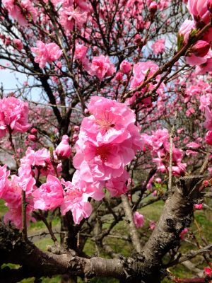 八幡山公園の桃の花
