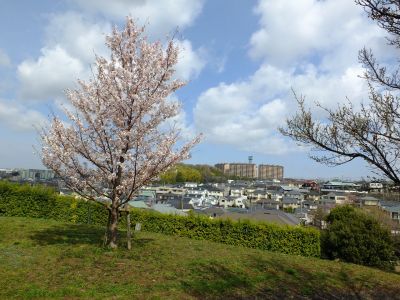 八幡山公園のさくら
