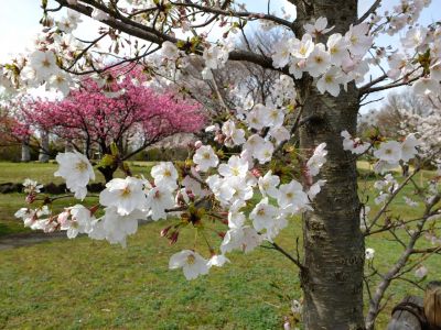 八幡山公園のさくら
