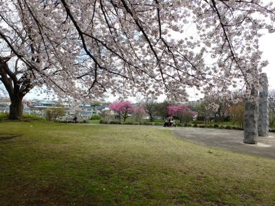 八幡山公園のさくら
