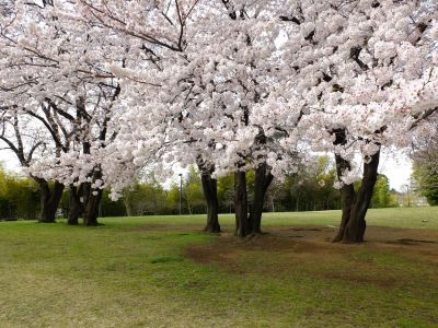 八幡山公園のさくら
