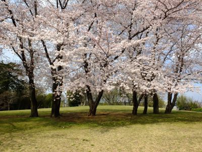 八幡山公園のさくら
