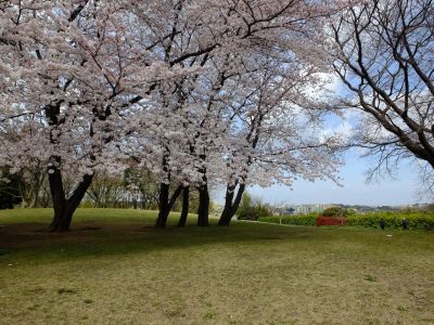 八幡山公園のさくら
