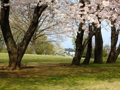 八幡山公園のさくら
