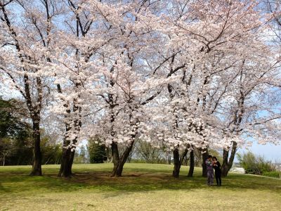 八幡山公園のさくら
