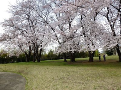 八幡山公園のさくら
