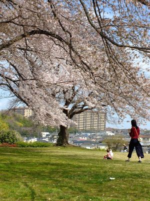 八幡山公園のさくら

