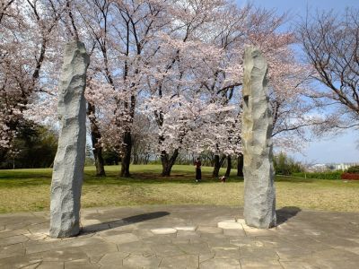 八幡山公園のさくら
