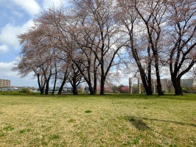 八幡山公園のさくら
