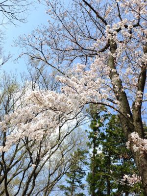 八幡山公園のさくら
