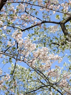 八幡山公園のさくら
