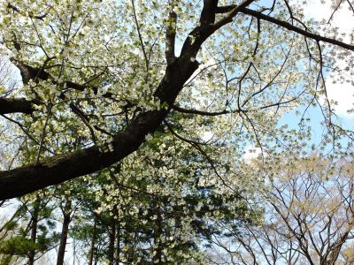 八幡山公園のさくら
