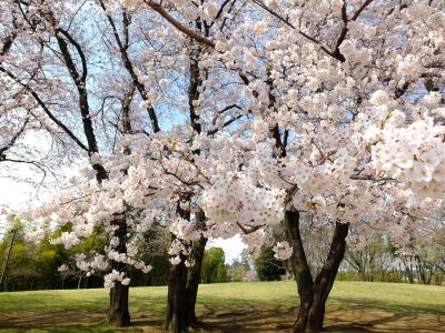 八幡山公園のさくら
