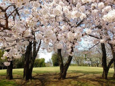 八幡山公園のさくら
