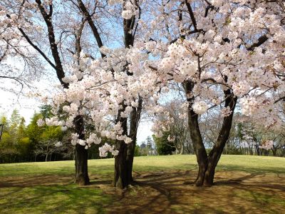 八幡山公園のさくら
