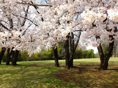 八幡山公園のさくら
