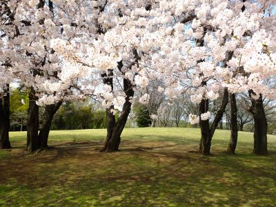 八幡山公園のさくら
