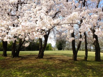 八幡山公園のさくら
