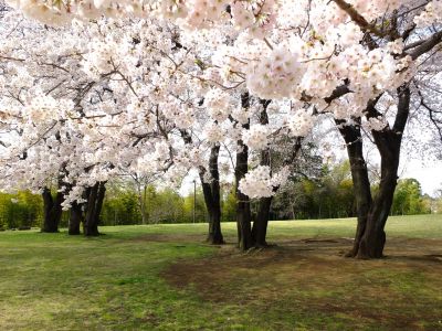 八幡山公園のさくら
