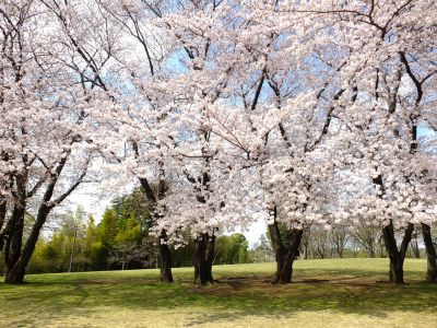 八幡山公園のさくら
