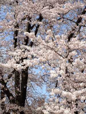 八幡山公園のさくら
