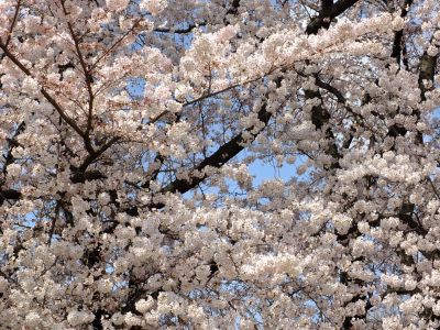 八幡山公園のさくら
