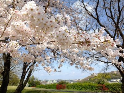 八幡山公園のさくら

