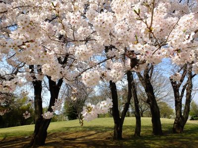 八幡山公園のさくら
