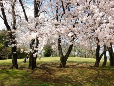 八幡山公園のさくら
