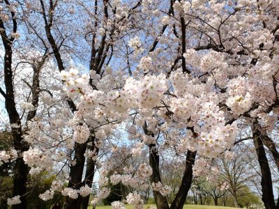 八幡山公園のさくら
