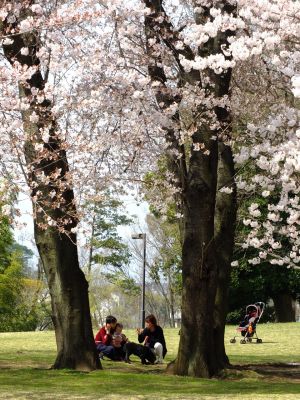 八幡山公園のさくら
