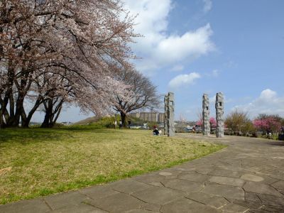 八幡山公園のさくら

