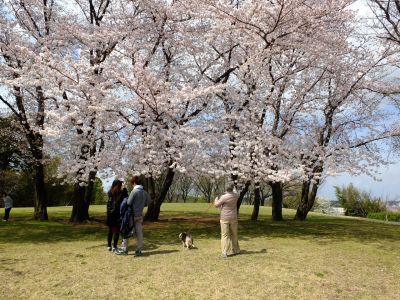 八幡山公園のさくら
