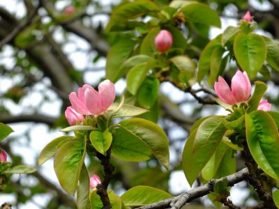 八幡山公園のかりんの花
