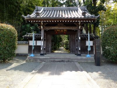 正覚寺のさくら

