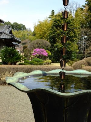 正覚寺のつつじ
