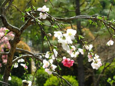 正覚寺のはなもも
