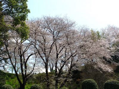 正覚寺のさくら
