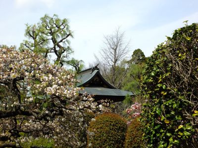 正覚寺のさくら
