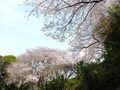 正覚寺のさくら
