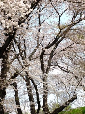 正覚寺のさくら
