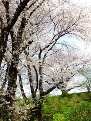 正覚寺のさくら

