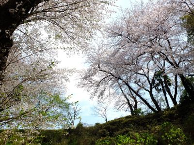 正覚寺のさくら

